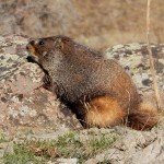 This marmot visited my campsite near San Luis Pass.