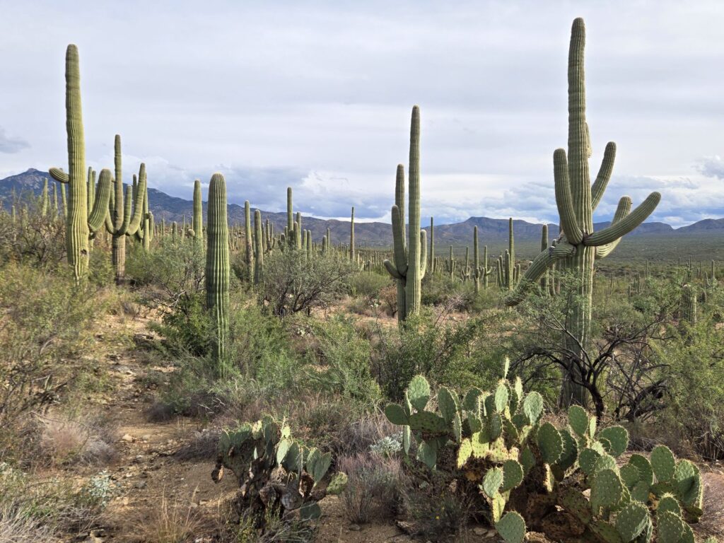 Saguaro cacti in Saguaro National Park