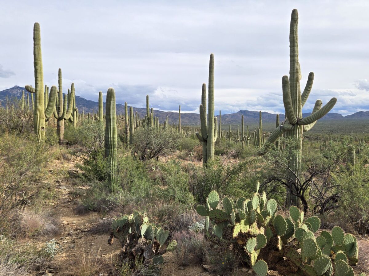 Saguaro cacti in Saguaro National Park